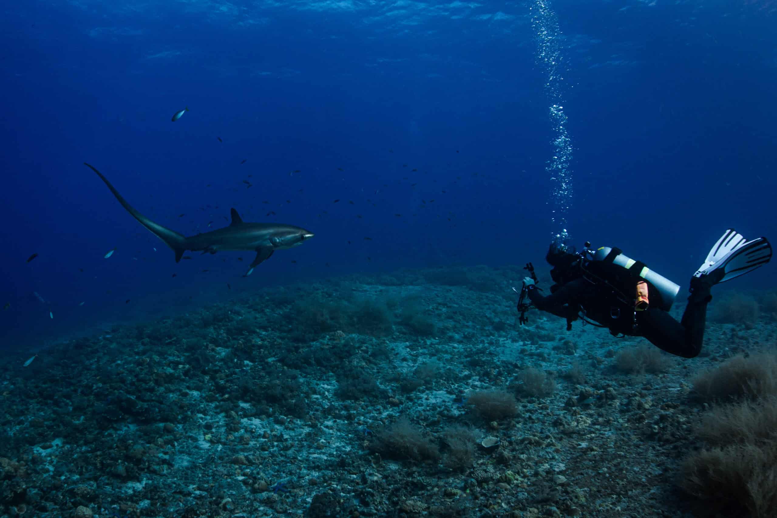 scuba diver diving with a thresher shark