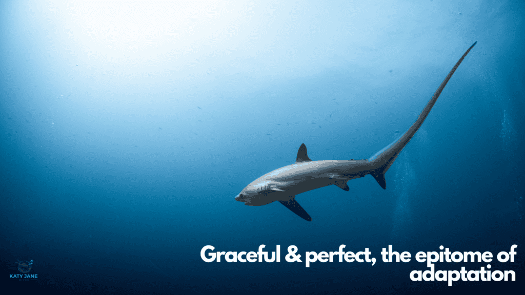 shark with long tail swimming in blue water