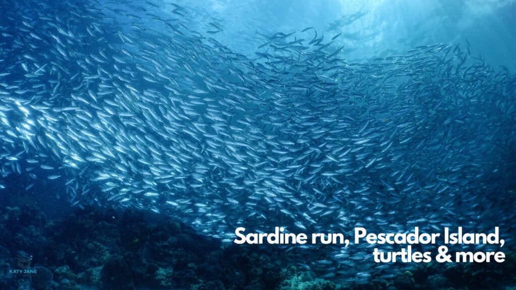school of sardines underwater