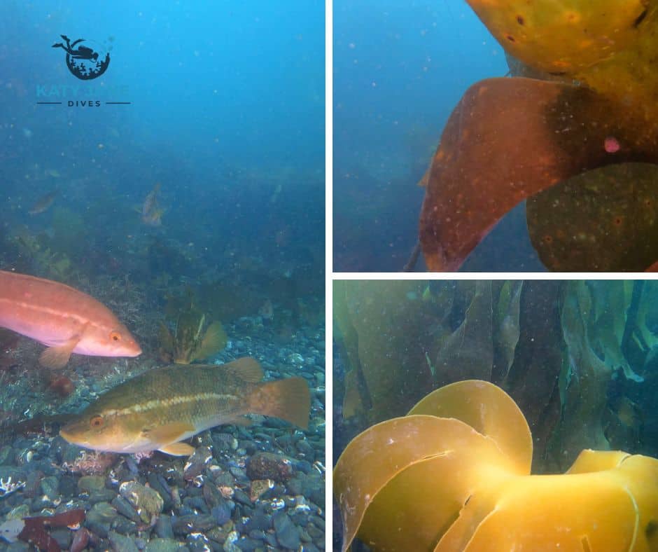 underwater with fish and kelp colourful