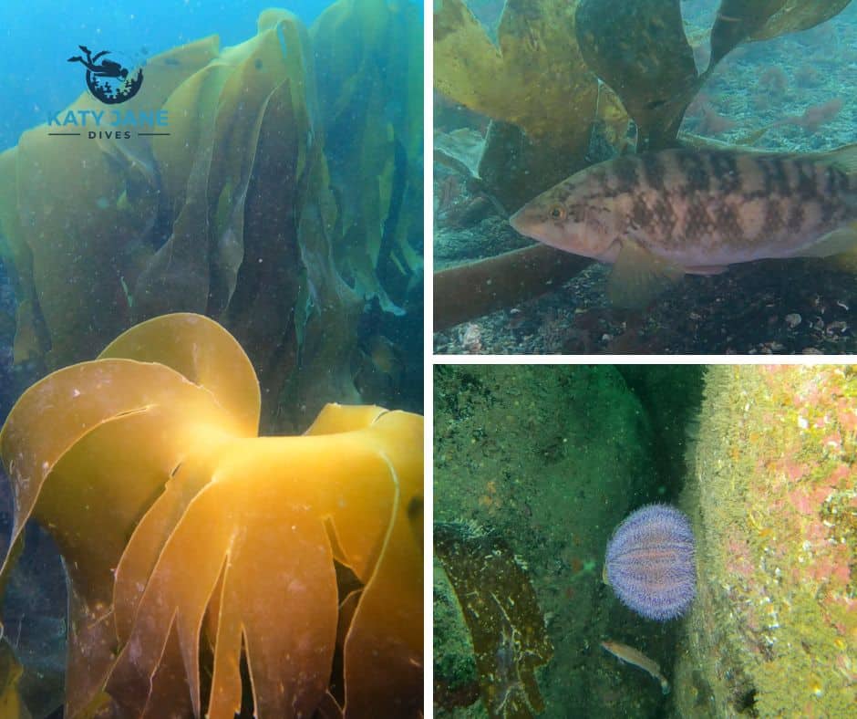 kelp and fish underwater